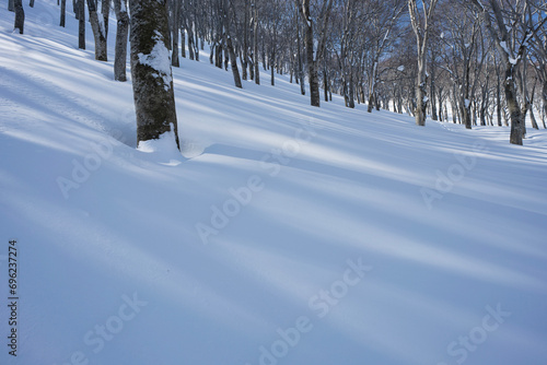 新雪とブナの樹影