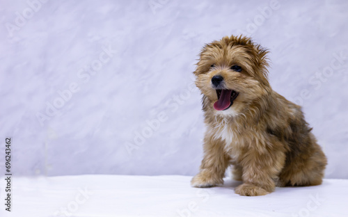 A funny puppy sits on a table in a veterinary clinic. Place to insert text. Nobody here. Cute puppy is contentedly waiting to see the veterinarian. Advertising of veterinary services.