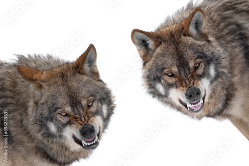 Εκτύπωση καμβά two gray wolf with a grin is isolated on a white background.