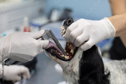 The veterinarian inserts a laryngoscope into the dog's mouth for intubation Before surgery the anesthesiologist intubates the dog. An endotracheal tube will allow you to be connected to a ventilator. photo