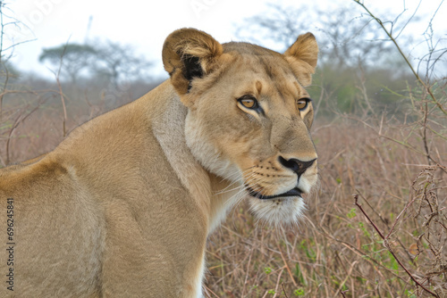 A lioness in savannah looking to right side