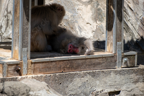 Canvas Print monkey in the zoo