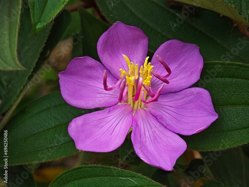 Melastoma malabathricum flower and green leaf