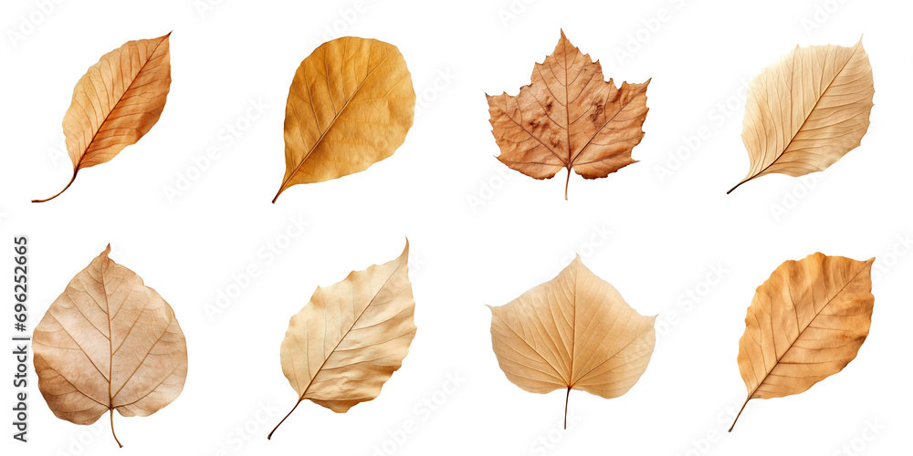 Collection of Natural of Tropical brown dry leaves in autumn season isolated on transparent png background, varies different of plant botanical. - obrazy, fototapety, plakaty 