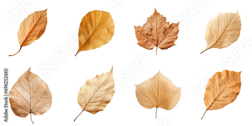 Collection of Natural of Tropical brown dry leaves in autumn season isolated on transparent png background, varies different of plant botanical. photo