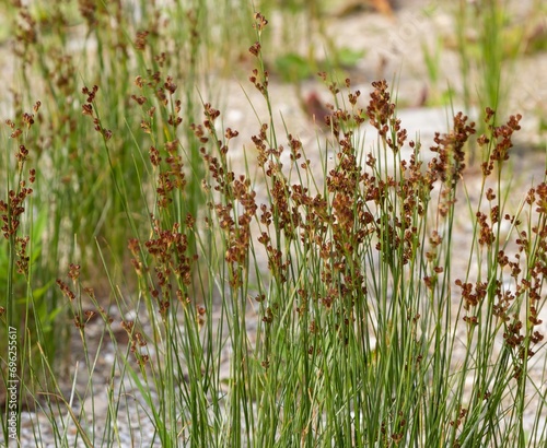 Foto soft rush, juncus effuses, Spiral rush, Twisted rush or Diffuse, Grass, Scattered rush, is a species of herbaceous plant in the family Juncaceae Rushes Allied Plants grows in humid areas