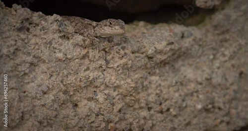 Close-up View On Agama Anchietae, Also Known Commonly As Anchieta Agama And Western Rock Agama. Reptiles Of Turkey Country. Small Olive Lizard On Stone. Oliviera Agama. Amazing Sandy Lizard On Rocks. photo