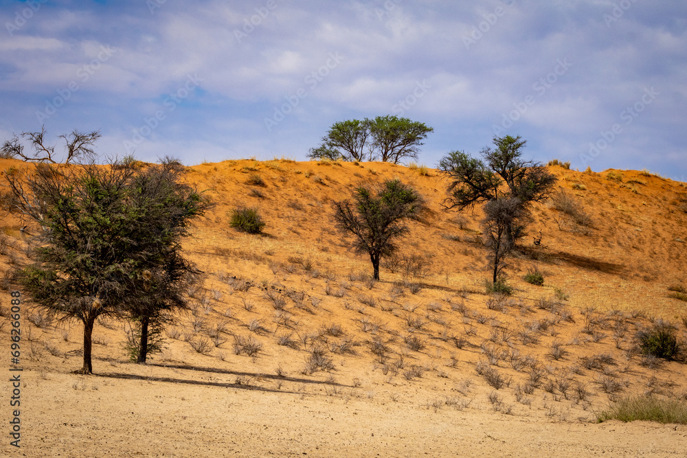 Arid Kalahari Landscape, near Craig Lockhart in the Kgalagadi Transfrontier Park