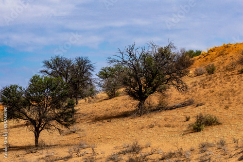 Arid Kalahari Landscape, near Craig Lockhart in the Kgalagadi Transfrontier Park photo