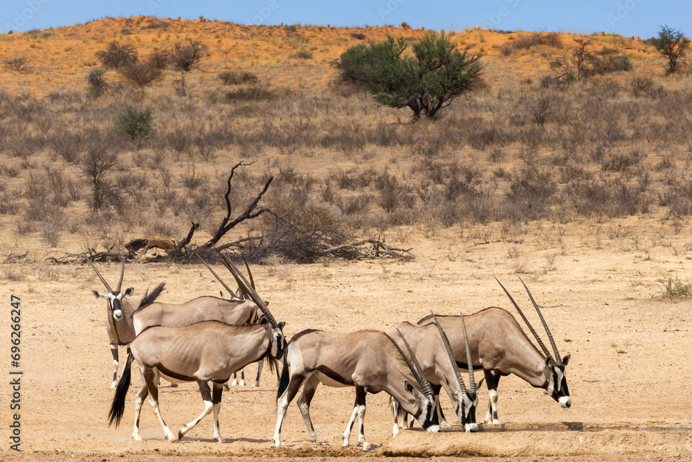 Small group of South African oryx (Oryx gazella) (Gemsbok) near Craig Lockhart in the Kgalagadi Transfrontier Park Small group of South African oryx (Oryx gazella) (Gemsbok) near Craig Lockhart in the Kgalagadi Transfrontier Park