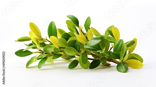 Jojoba with foliage set against a white backdrop, herbal, close up, skin care, copy space, Generative AI. photo