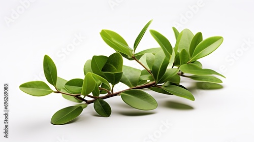 Jojoba with foliage set against a white backdrop, herbal, close up, skin care, copy space, Generative AI. © Retu