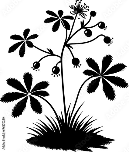 Droseraceae plant icon 14