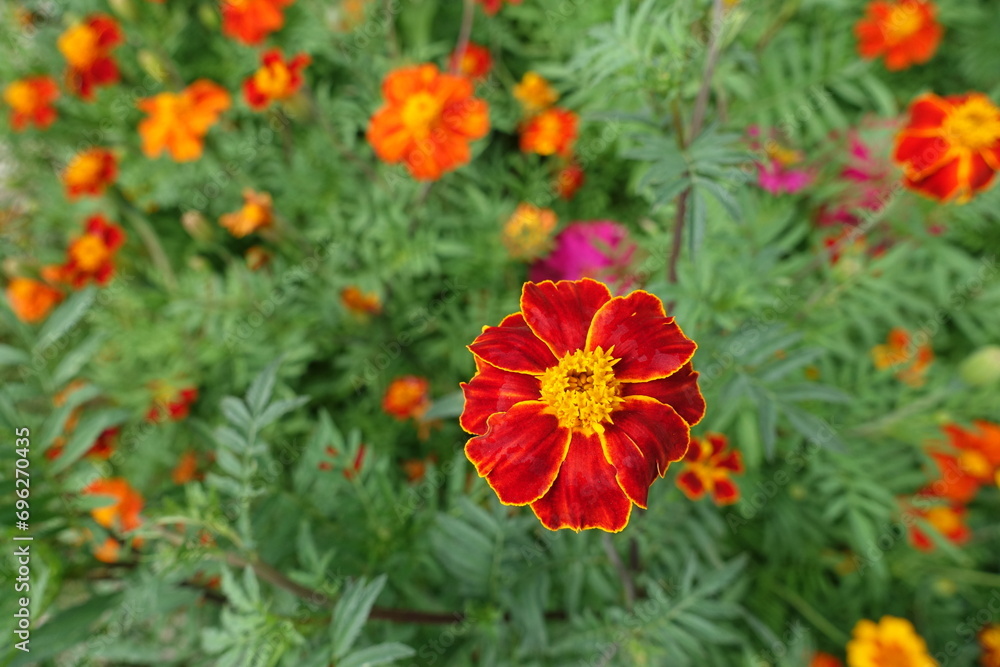 Close up of red and yellow flowers of single Tagetes patula in July