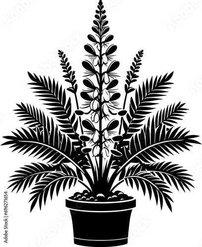 Datiscaceae Plant icon 11