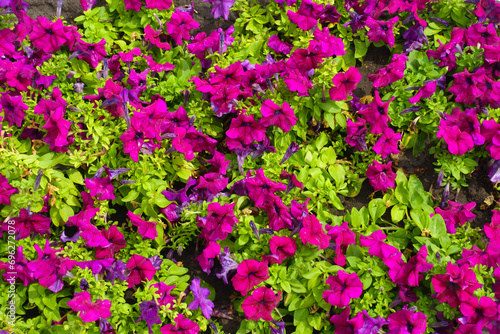 Lime green foliage and magenta colored flowers of petunias in July photo