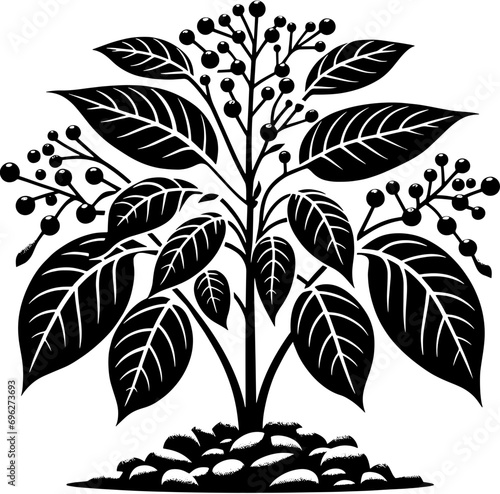 Connaraceae plant icon 9