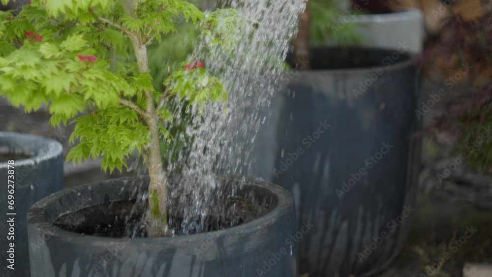 Small tree planted in large pot being watered. Static Small tree planted in large pot being watered. Static