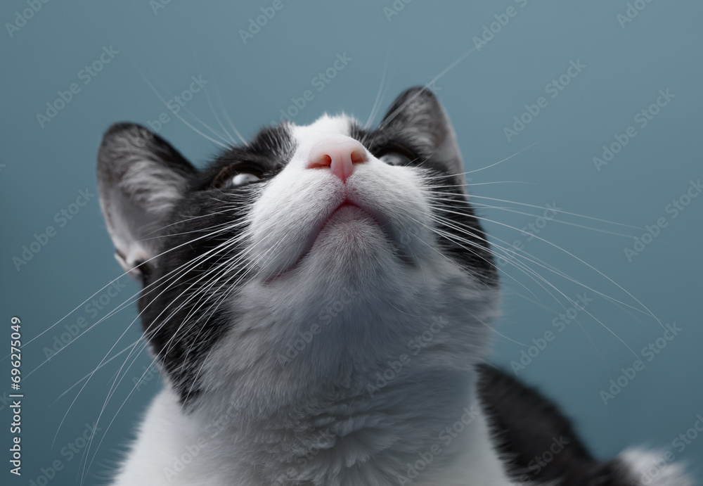 Biało czarny kot, zbliżenie na pysk od dołu, patrzy w górę wypatruje ofiary  - obrazy, fototapety, plakaty 