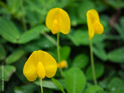 Arachis duranensis sunlit Blooms photo