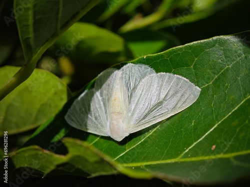 Lymantriine Moth (Arctornis sp., Lymantriinae, Erebidae) photo