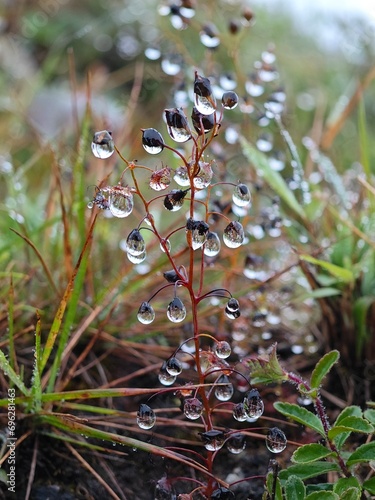 The dewdrops linger on the grass blades like glass beads.