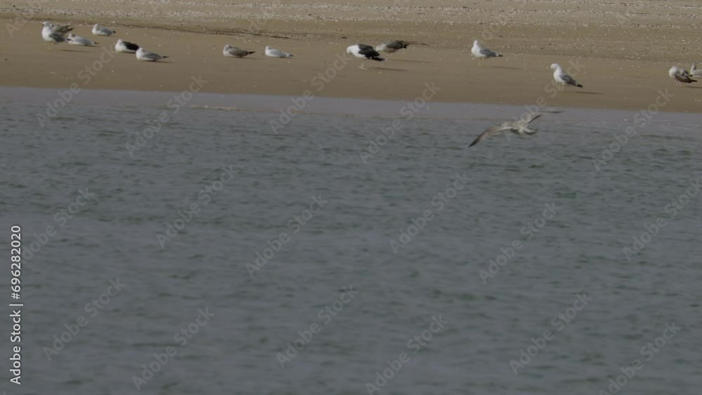 Seagull flies over the sea, gliding on the seashore. Group seagulls in shoreline. Super Slow motion 4K Seagull flies over the sea, gliding on the seashore. Group seagulls in shoreline. Super Slow motion 4K