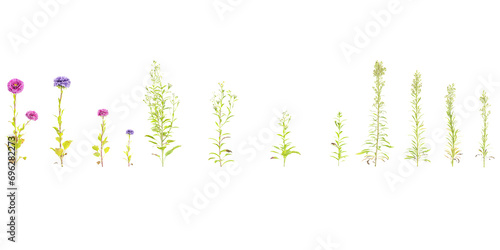 Conyza Erigeron Aster flowers with transparent background  3D rendering  for illustration  digital composition  architecture visualization