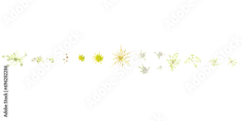Isolate beautiful Solidago,Daucus,Achillea flowers colours set on transparent backgrounds Generative AI illustrations From top view