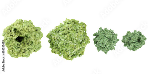 Acer platanoides,Carpinus betulus Frans Fontaine trees shape top view cut out transparent backgrounds 3d rendering