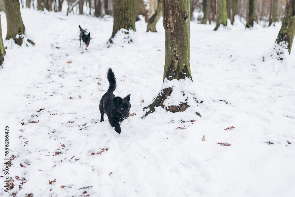 Two dogs running in thw fog forest outside winter cold weather
Two dogs running in thw fog forest outside winter cold weather