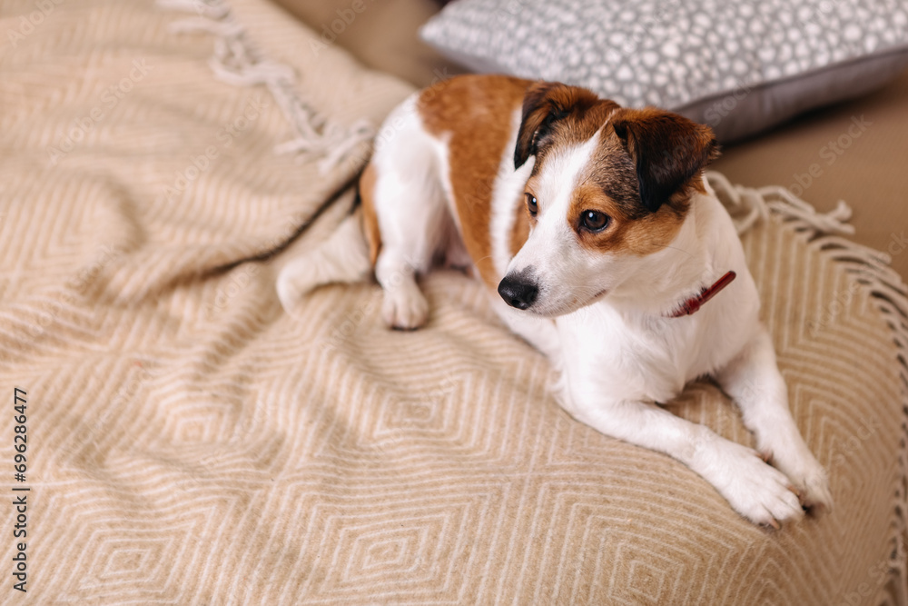 Purebred jack russell terrier lying on the ground, Christmas Tree New Year decorations toys balls decorated interior holiday vacation atmosphere gifts presents garlands