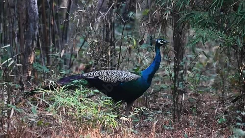 Lone peacock walking and bobbing it's head in Tadoba national park photo