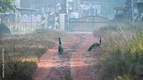 A pair of peacocks in Tadoba national park photo