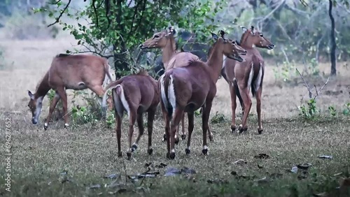 A herd of nilgai in Tadoba national park photo