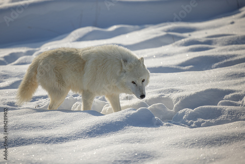 male Arctic wolf (Canis lupus arctos) in a landscape of snow