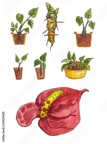 Watercolor illustration of anthurium houseplant