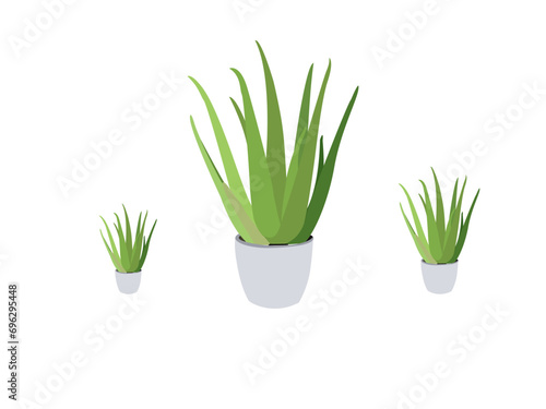 Aloe Vera Succulent Plant on a White Background, Floral Exotic Flowers, Tropical Summer Pro Vector. Colorful vector collection of illustrations isolated on white background.
