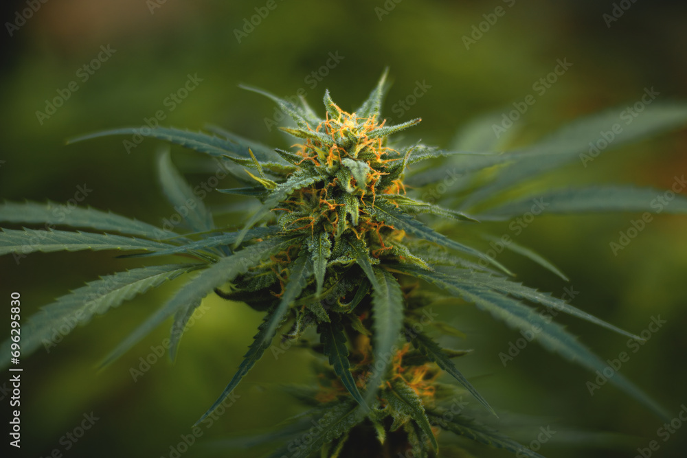 A green marijuana bud with orange trichomes in the final stage of flowering. Close-up of a cannabis bush A green marijuana bud with orange trichomes in the final stage of flowering. Close-up of a cannabis bush