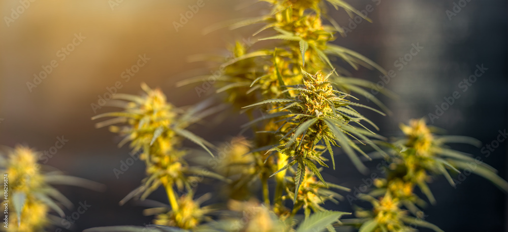 Marijuana plant in the final stage of flowering outdoors. Cannabis buds on branches