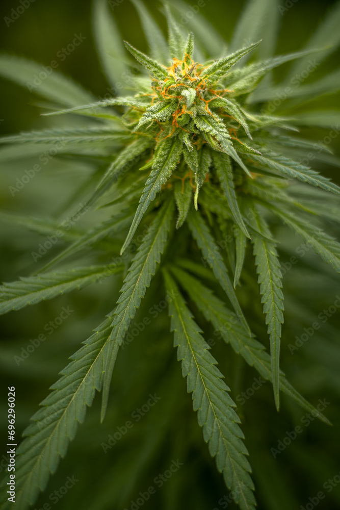 Flower bud of a marijuana plant close-up with visible orange hairs and green leaves in late flowering stage. Flower bud of a marijuana plant close-up with visible orange hairs and green leaves in late flowering stage.