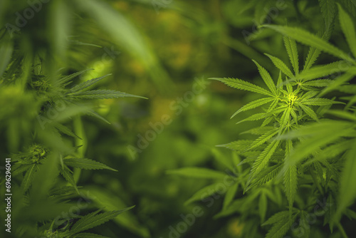 Cannabis leaves, marijuana plants, green background