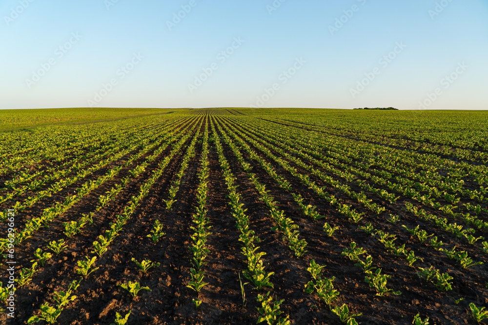 Young sugar beet sprouts in the field at sunset. Growing sugar beet in an agricultural field. Concept of a rich harvest