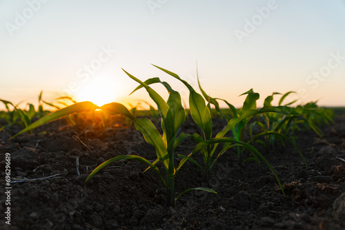 Small corn sprouts close-up. Young corn sprouts in the field at sunset. Organic food production and cultivation
