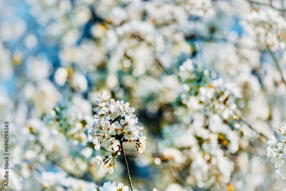 Cherry blossoms in spring time. Shallow depth of field. Cherry blossoms in spring time. Shallow depth of field.