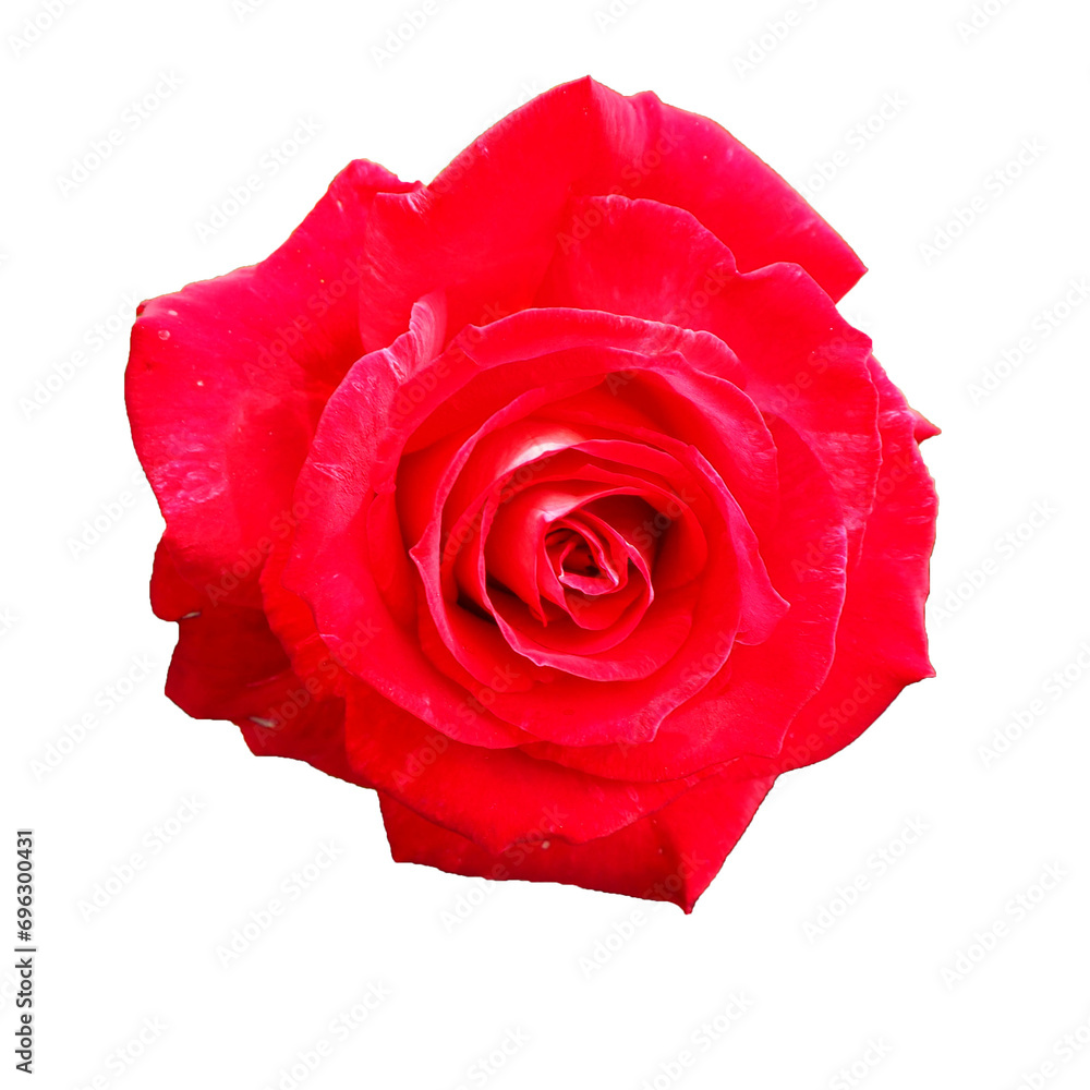 red rose on a white background. view from above . large rose bud. holiday . flower. isolate red rose on a white background. view from above . large rose bud. holiday . flower. isolate