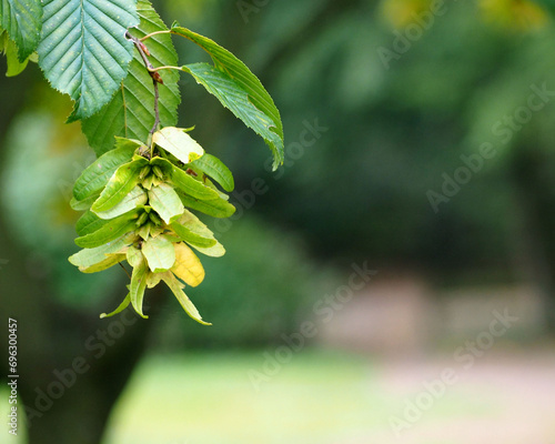 a branch of the common hornbeam on a blurred green background. side view . nature. calendar