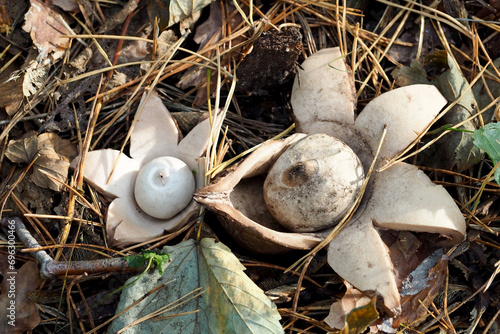 Two mushrooms are close, a rounded earth star grows in the forest. view from above. The family of mushrooms is Asteraceae. Geastrum saccatum photo