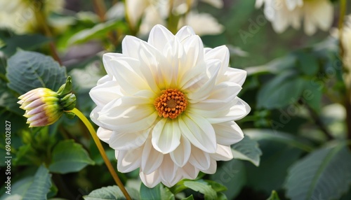 Beautiful Dahlia flower close up photo at nature with a green background © ROKA Creative