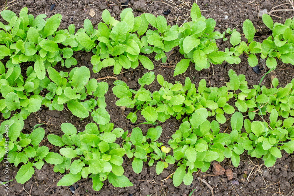 bed with young radish shoots in early spring, top view. Growing vegetables in the garden bed with young radish shoots in early spring, top view. Growing vegetables in the garden